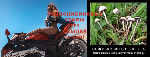 крисы Тавда
